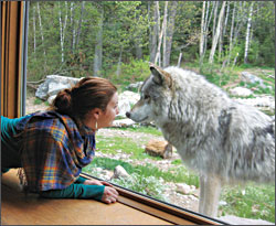 Nose-to-nose with a wolf in Ely.
