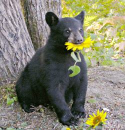 Lucky the bear chomps a sunflower in Ely.