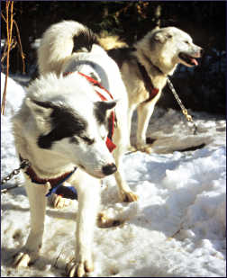 Sled dogs rest in Ely.