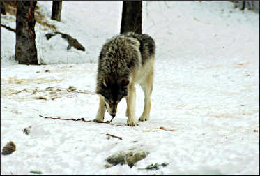 A wolf in Ely.