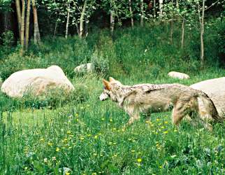 A wolf at Ely's International Wolf Center.