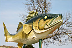 The walleye in Garrison.