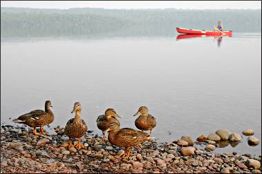 Ducks on Marie Louise Lake Campground.