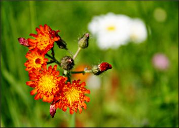 Orange hawkweek at Sleeping Giant.