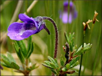 Butterwort in Grand Marais.