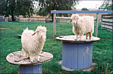 Goats at Austin's mohair farm.