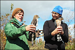 Naturalists show banded hawks.