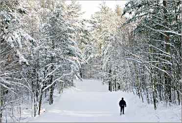 Hayward's Birkie Trail.