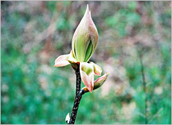 A hickory bud.