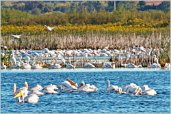 Pelicans rest in Horicon Marsh.
