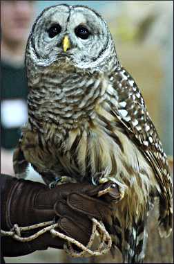 A barred owl.