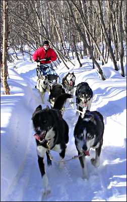 Mushing in Superior National Forest.
