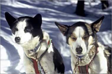 Two sled dogs resting near Grand Marais.