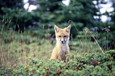 A fox gazes at a hiker on Isle Royale.