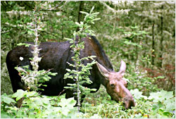 A moose calf on Isle Royale.
