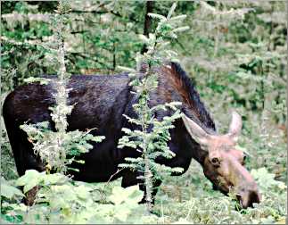A moose calf grazes on Isle Royale.