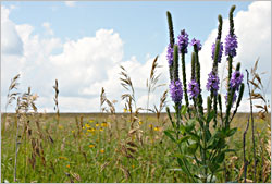 Wildflowers at Jeffers Petroglyphs.