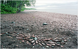 A sunburst of rocks on a beach.