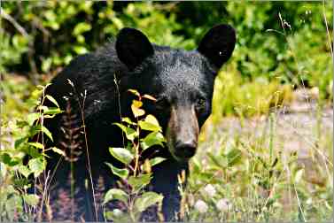 Bear eats blueberries on Keweenaw Peninsula