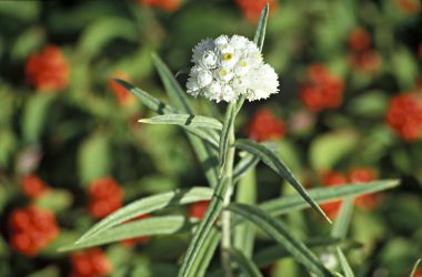 Pearly everlasting grows amid bunchberries on the Keweenaw P