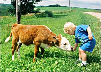 A boy feeds grass to a calf in Wisconsin.