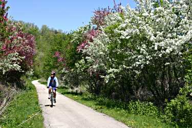 A bicyclist pedals on the Root River State Trail.