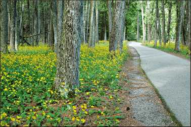 A bike path on Mackinac Island.