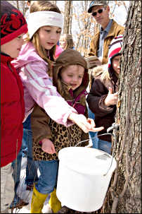 Children watch maple sap flow.
