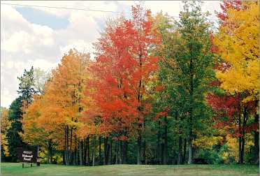 Fall colors in Nicolet National Forest.