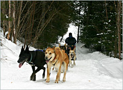 Dog sledding at Camp Menogyn.