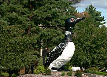 Giant loon-where?