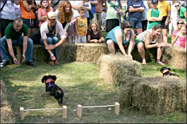 Dachshund races at a festival.