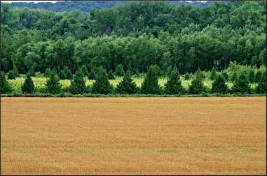 
The wide, flat valley of the Minnesota River is fertile and lush.
