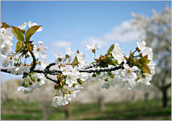 Cherry blossoms on the Old Mission Peninsula.