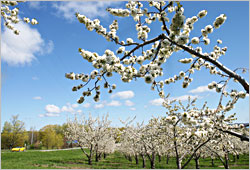 A cherry orchard on the Old Mission Peninsula.