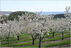 A cherry orchard on the Old Mission Peninsula.