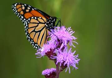 A monarch on a blazing star.