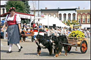 
Bernese mountain dogs pull a flower cart during the Cheese Days parade in Monroe, Wis.
