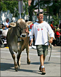 A Swiss brown cow at Cheese Days.