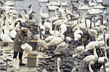 Sheila Lawrence feeding trumpeter swans.