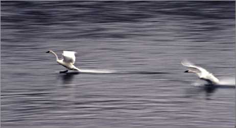 Trumpeter swans come in for a landing in Monticello, Minn.