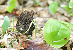 A morel near Traverse City.