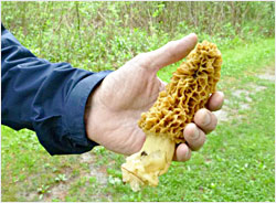 A morel mushroom.