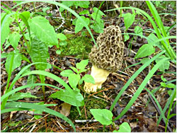 A morel mushroom.