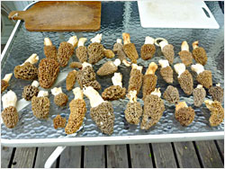 The spoils of a morel hunt.