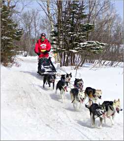 A musher comes down the trail with his dogs on the North Sho