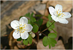 Rue anemone in Nerstrand Big Woods.