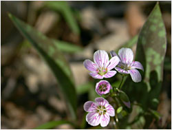 Spring beauty in Nerstrand Big Woods.