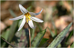 Trout lily at Nerstrand-Big Woods State Park.