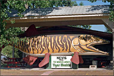 The giant muskie in Nevis.